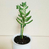Plant stand - 27cm - plant stand - support